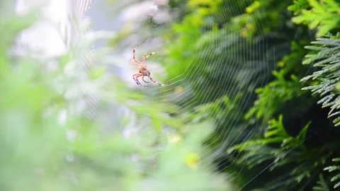 Spider weaving web among green plants close up Stock Footage 342495573