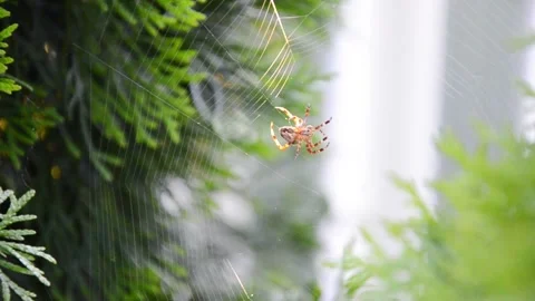 Spider weaving web among green plants close up Stock Footage 342495601