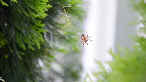 Spider weaving web among green plants close up Stock Footage 342495604