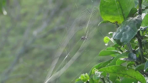 Spider Weaving Web Among Leaves - Animated Nature Scene Stock Footage 307876082