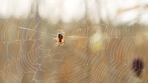 A spider weaving a web. Close-up of an insect on a web. Video stock 273539429