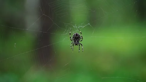 A spider weaving a web. Close-up of an insect on a web in the forest. Stock Footage 281672361