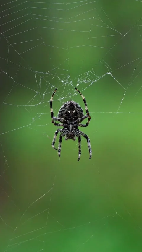 A spider weaving a web. Close-up of an insect on a web in the forest. Stock Footage 282086135