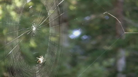 Spider weaving web Stock Footage 570848