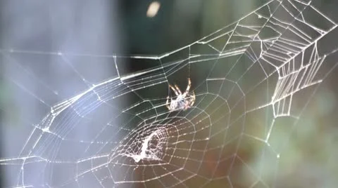Spider weaving web Stock Footage 8960688