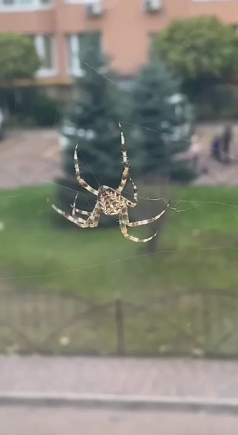 Spider weaving a web Video stock 236909286