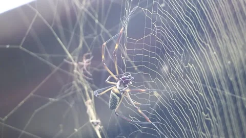 Spider weaving the web Stock Footage 275304537
