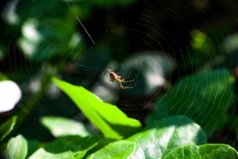 Spider weaving web in forest Stock-Fotos