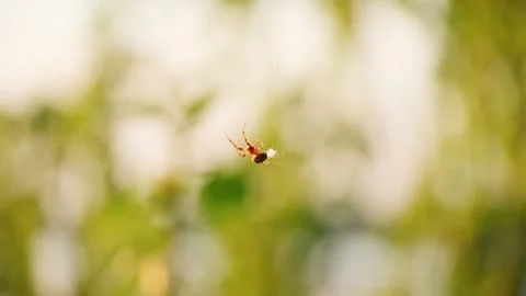 A spider weaving a web. Insect on the web in close-up. A spider-like insect. Video stock 277559686