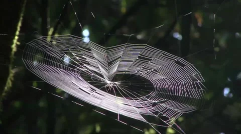 Spider weaving web in lowland rainforest during the day Stock Footage 56694545