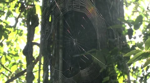 Spider weaving web in lowland rainforest during the day Stock Footage 56694585