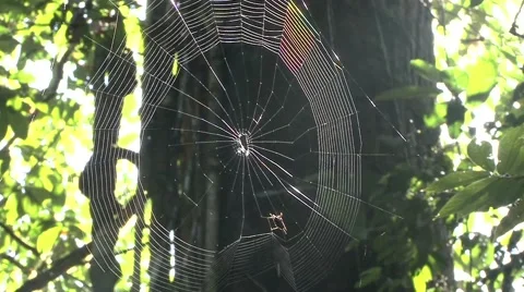 Spider weaving web in lowland rainforest during the day Stock-Footage 56694601