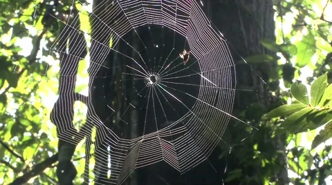 Spider weaving web in lowland rainforest during the day Stock Footage 56694629
