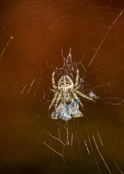 Spider weaving a web in a natural environment during daylight showcasing in.. Stock Photos