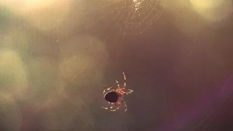 Spider Weaving Web in Nature Видео 345677086