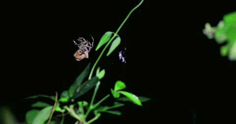 Spider weaving web in nighttime forest.. Vidéo 305931385