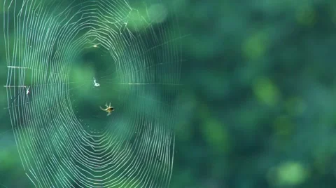 Time-Lapse of Spider Making Its Web Is Mesmerizing - Nerdist