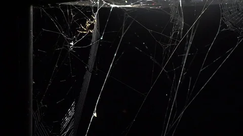 Spider weaving web under Streetlight on rainy night  HD Timelapse sequence Stock Footage 69850789