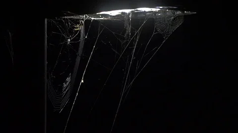 Spider weaving web under Streetlight on rainy night  4k Timelapse sequence Stock Footage 69851436