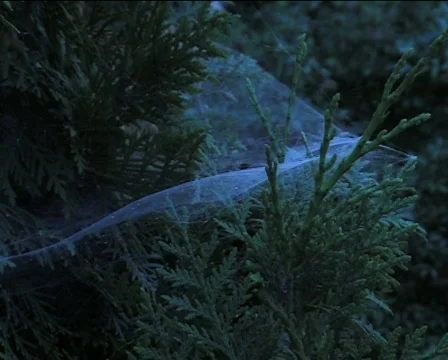 Spider web 01 Stock Footage 82659