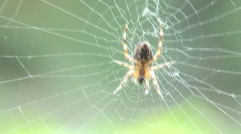 Spider on web-01 Stock Footage 55087424