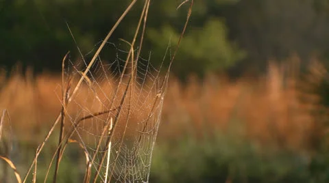 Spider web 01 HD Stock Footage 22799910