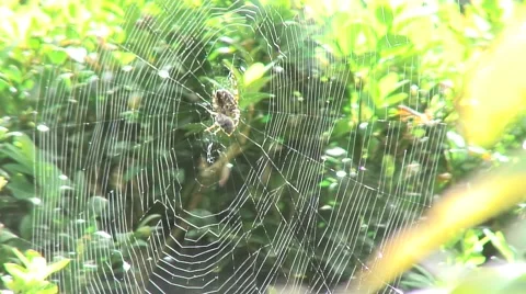 Spider on web-03 Stock Footage 55087388