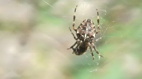 Spider on web-04 Stock Footage 55087543