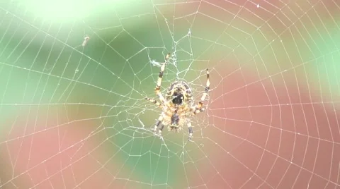 Spider on web-07 Video stock 55087650