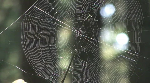 Spider Web 1 Stock Footage