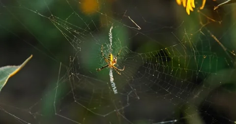 Spider in Web 1 Stock-Footage 314449932