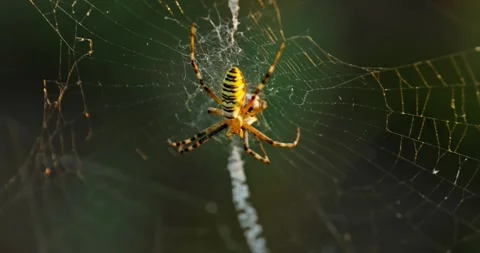 Spider in Web 2 Stock Footage 314450070
