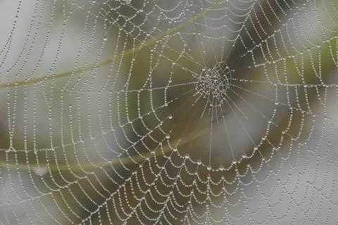 Spider web 2 Foto stock