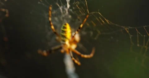 Spider in Web 3 Stock Footage 314450065