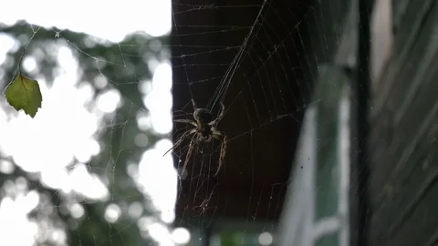 Spider web, 4K, 25fps, 10bit Stock Footage 112669522