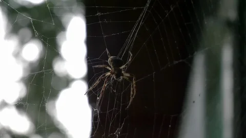 Spider web, 4K, 25fps, 10bit Stock Footage 112747058