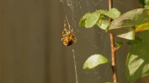 Spider in a web - 4K Stock Footage 86248501