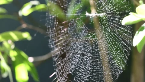 Spider web 4k. Spider web on a blurred natural green background. Stock Footage 274720950