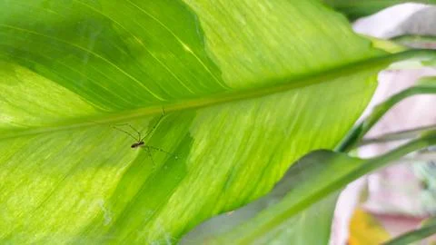 Spider on web above green leaf in natural setting Foto stock