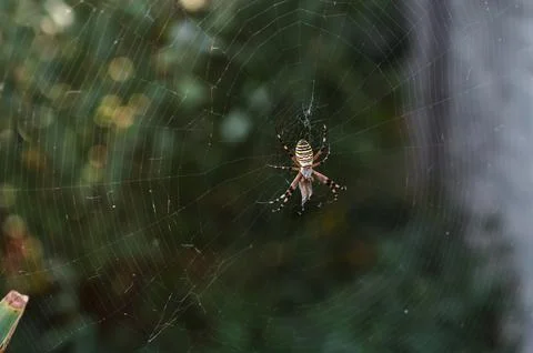 A spider in a web after a rain in the cool air. Close-up. Stock Photos