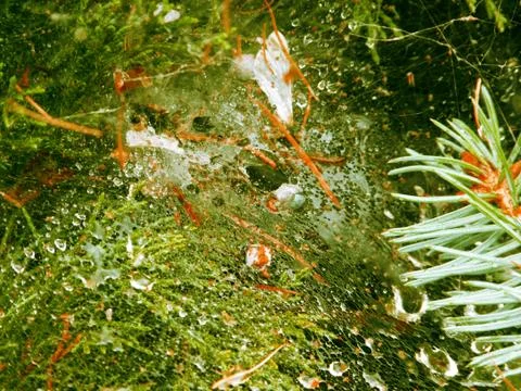Spider web after a rain Stock Photos
