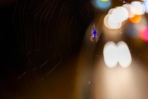 Spider on a web against a background of blurry lights at night. Stock Photos