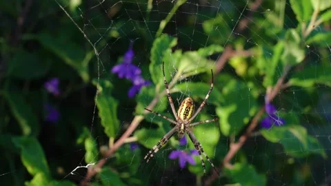 Spider in the web against the background of leaves and blue flowers 库存影片 159861855