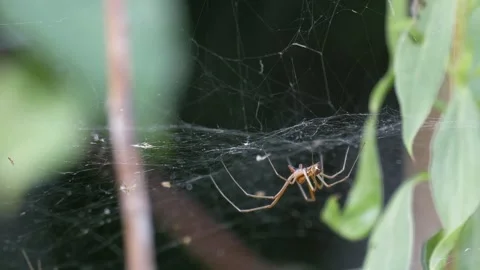 Spider in a Web Against a Dark Background in 4K Slow Motion Video stock 341575478