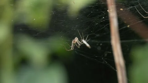 Spider in a Web Against a Dark Background in 4K Slow Motion Video stock 341575601