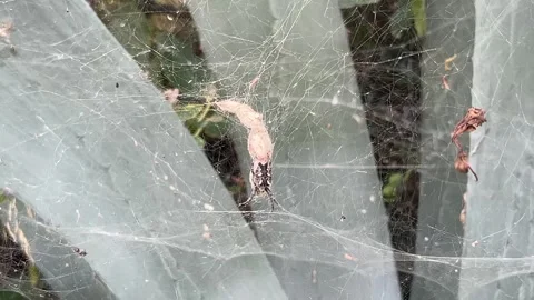 Spider Web on Agave Plant Stock Footage 280054021