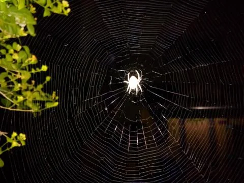 Spider web amazing architecture in nature. Stock Photos