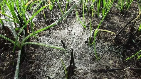 Spider web among green grass in droplets of fog ecology clean air Stock Footage 141073909