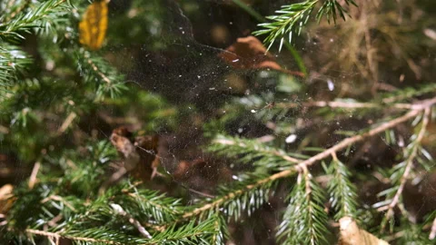 Spider on web among spruce branches in forest, closeup macro view. Stock Footage 146077384