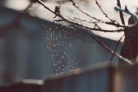 Spider web among tree branches shining in the sunlight Stock Photos